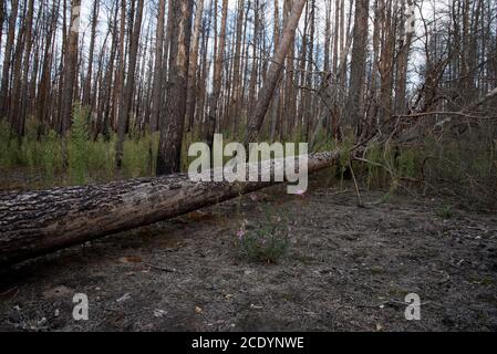 Two years after a huge forest fire in Treuenbrietzen forest in August 2018 between the burned and dead Scots Pines new trees are growing. Stock Photo