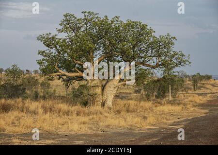 Baobab at the Kimberley Region Stock Photo