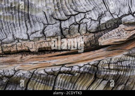 High resolution wooden texture wooden grey brown black white lines branch Stock Photo