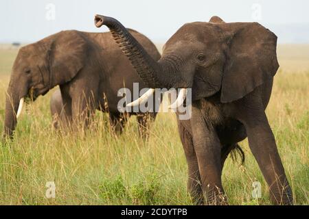 Elephant Big Huge Tusker Amboseli - Big Five Safari -Baby African bush elephant Loxodonta africana Stock Photo