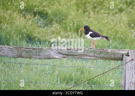 Eurasian oystercatcher Haematopus ostralegus common pied palaearctic at wadden sea noth Germany Stock Photo