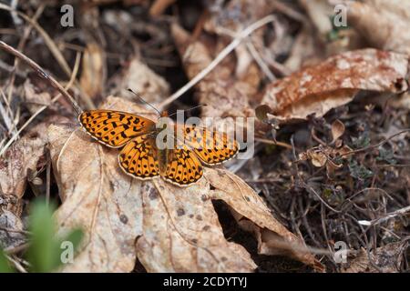 Brenthis daphne marbled fritillary butterfly orange switzerland alps mountain Nymphalidae Stock Photo