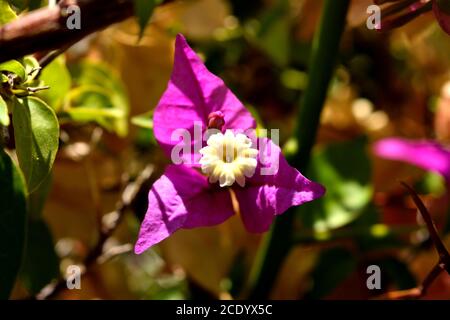 A closeup of a beautiful bougainvillea purple flower Stock Photo
