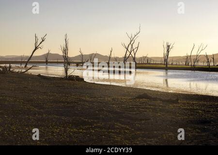 Dead trees at the swamp of Lake Argyle at sunset with clear sky as background at the outback in Australia – wallpaper Stock Photo