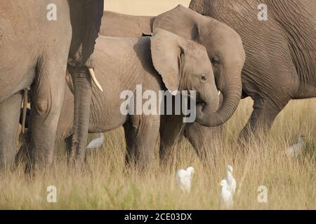 Elephant Baby Amboseli - Big Five Safari -Baby African bush elephant Loxodonta africana Stock Photo
