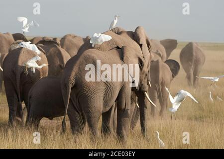 Elephant Group Amboseli - Big Five Safari white Heron African bush elephant Loxodonta africana Stock Photo