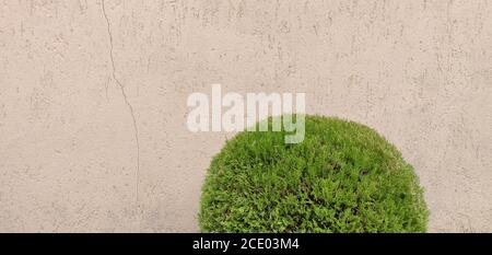 sand yellow concrete wall with green bush Stock Photo