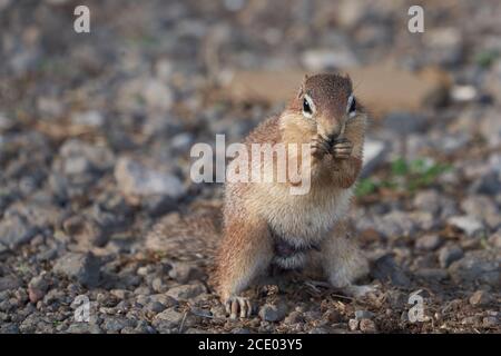 Unstriped ground squirrel Xerus rutilus Amboseli National Park - Africa Eating Sitting Stock Photo