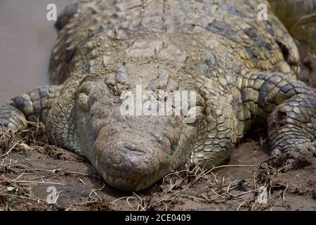 Nile crocodile Crocodylus niloticus large crocodilian at river Serengeti Stock Photo