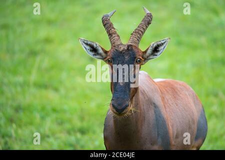 Topi antelope in the grassland of Kenya's savannah Stock Photo