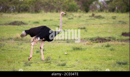 A male Ostrich bird runs through the grass landscape from the savannah in Kenya Stock Photo