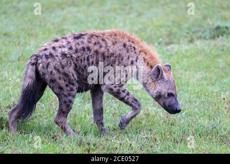 A hyena walks in the savanna in search of food Stock Photo
