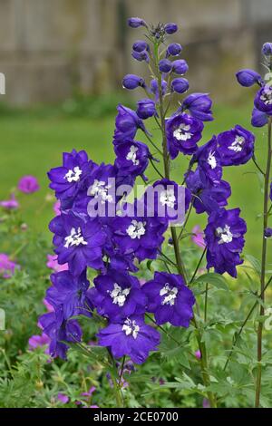 larkspur, Magic Fountain dark blue Stock Photo