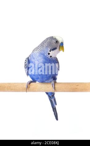 Parrot blue pet. Budgie blue, isolated on white background. Budgerigar in full growth Stock Photo