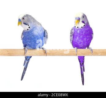 Parrot blue and purple. Budgie blue, isolated on white background. Budgerigar in full growth Stock Photo