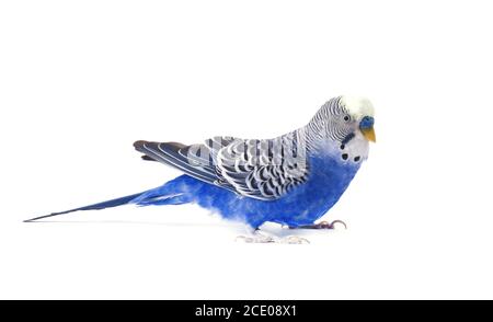 Budgie blue, isolated on white background. Budgerigar in full growth Stock Photo