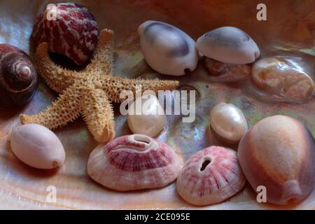 arrangement of seashells and a dried starfish set inside a large mother of pearl mollusk shell in warm red orange and yellow tones Stock Photo