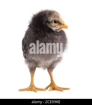 Little grey cute chick isolated on white background Stock Photo
