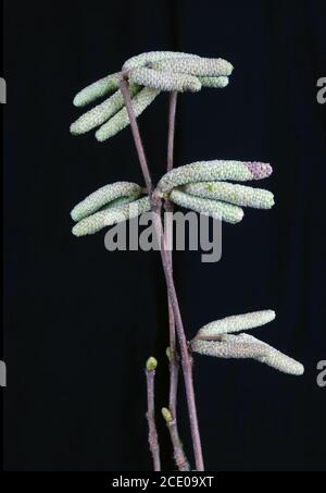 Alder tree seed containers  on forest branches  isolated on black macro Stock Photo