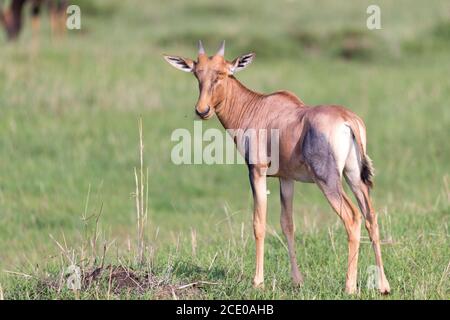 Topi antelope in the Kenyan savanna in the middle of the grass landscape Stock Photo