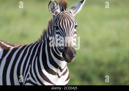 A closeup of a zebra in a national park Stock Photo