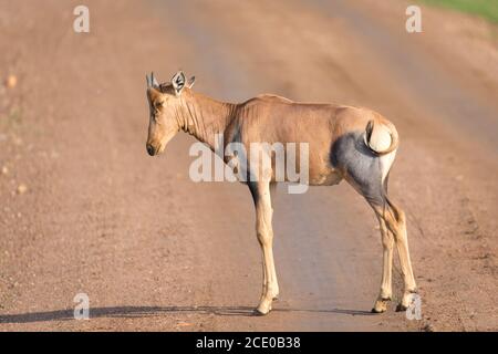 Topi antelope in the Kenyan savanna in the middle of the grass landscape Stock Photo