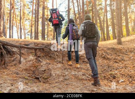 Back view of hiking group in forest