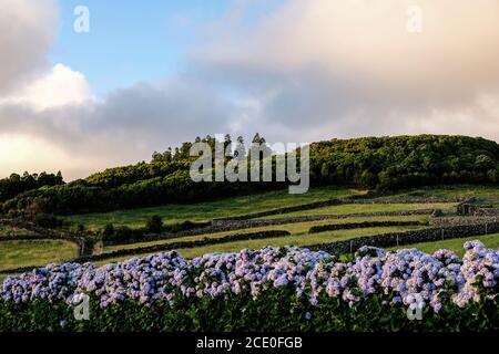 Landscape view of the green fields of Terceira Island in Azores, Portugal. With hydrangeas flowers on the bottom and some trees on the top of the hill. Stock Photo