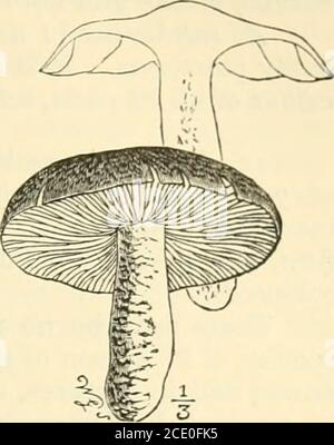 . Guide to Sowerby's models of British fungi in the Department of Botany, British Museum (Natural History) . GUIDE TO THE MODELS OF FUNGI. 13 Sub-genus 4. Tricholoma.—There are more than seventyBritish species of Tricholoma, of which seven only are representedby models ; all the species are truly terres-trial, and none are marked by a centraldepression of the pileus. The sterri hasneither volva nor ring; the gills are neverfree from the stem, but are distinctlysinuate. None have been recorded aspoisonous, although a few may be sus-pected, as A. sulphureus, which has anoffensive odour ; A. sapo Stock Photo