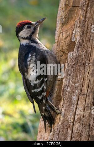 juvenille wood pecker on the search for small insects hidden in the tree. Stock Photo