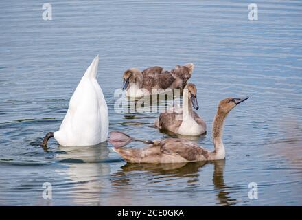 East Lothian, Scotland, United Kingdom, 30th August 2020. UK Weather:  A female mute swan (Cygnus olor) with three cygnets, now nearly 4 months old Stock Photo