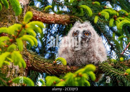 young grey long-eared owl sitting on pine branch Stock Photo