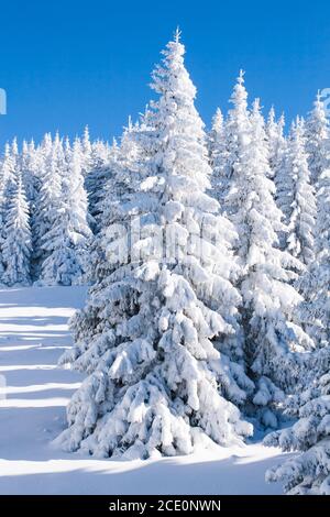 Pine trees covered in a heavy snow in a winter wonderland Stock Photo ...