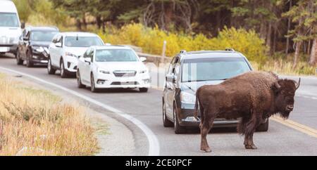 Buffalo Stock Photo