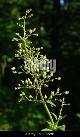 common figwort, woodland figwort, Scrophularia nodosa Stock Photo