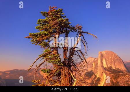 sunset close up with tree at Glacier Point lookout in Yosemite National Park, California, United States. View from Glacier Point: Half Dome, Liberty