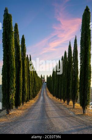 Perfect Road/Avenue through cypress trees towards house - ideal Tuscan landscape Stock Photo
