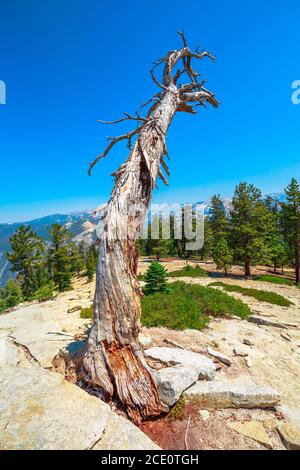 Dead tree of in Yosemite National Park at Sentinel Dome. Top view of popular El Capitan from Sentinel Dome. Summer travel holidays in California Stock Photo