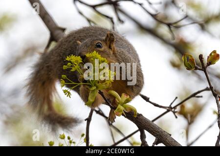 Eastern Fox Squirrel (Sciurus niger) Munching Maple Tree Flowers in Spring Stock Photo