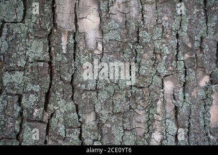 Abstract background of old tree bark.Closeup texture of tree bark. Pattern of nature. Rough surface of trunk. Green moss and lichen on natural wood. D Stock Photo