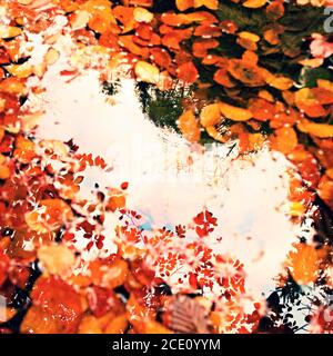 Fallen beech leves and stones in water of mountain river, first colorful leaves bellow mirror water level Stock Photo