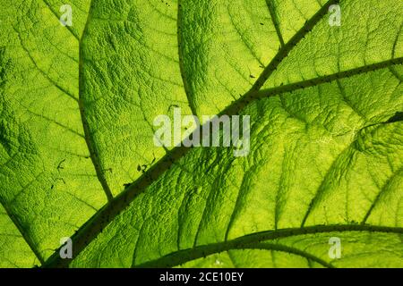 Leaf structure details of Giant Rhubarb Gunnera manicata Stock Photo