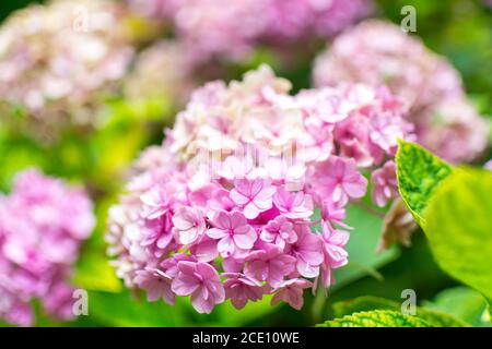 Pink hydrangea against a blurred background. Other flowers are blurred. Fine bokeh. Stock Photo