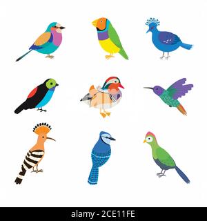 Set of the most beautiful birds on the planet. Vector illustration Stock Vector