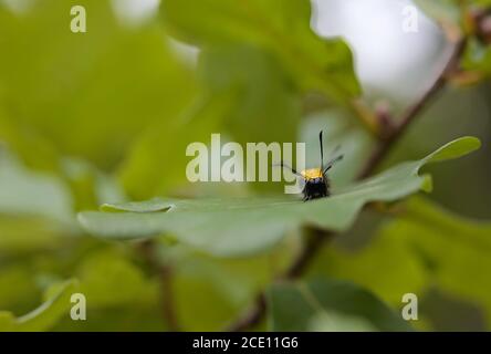 An alder moth (acronicta alni) caterpillar on an oak tree leaf Stock Photo