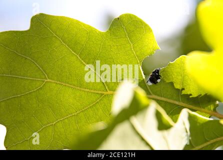 An alder moth (acronicta alni) caterpillar eating an oak tree leaf Stock Photo