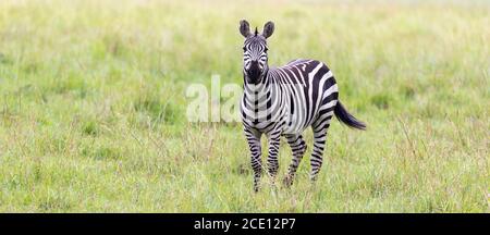 A Zebra family grazes in the savanna in close proximity to other animals Stock Photo