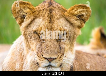 A young lion in close-up, the face of a nearly sleeping lion Stock Photo