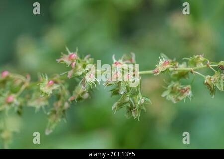 Macro close-up shot of forming green seeds of the common UK weed Broad-leaved Dock / Rumex obtusifolius. Medicinal plant once used in herbal remedies Stock Photo