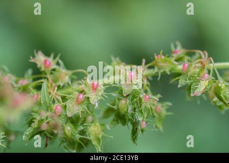 Macro close-up shot of forming green seeds of the common UK weed Broad-leaved Dock / Rumex obtusifolius. Medicinal plant once used in herbal remedies Stock Photo